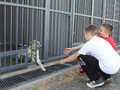 В Губкине зооволонтёры и школьники посетили приют для безнадзорных животных
